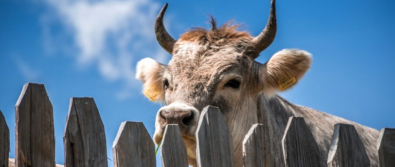 8 Situations Importantes pour Consulter un Ostéopathe Bovin : Optimisez la Santé de Vos Bovins