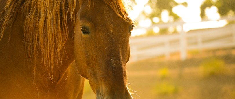 6 Raisons Essentielles de Consulter un Ostéopathe Équin : Santé et Performance de Votre Cheval
