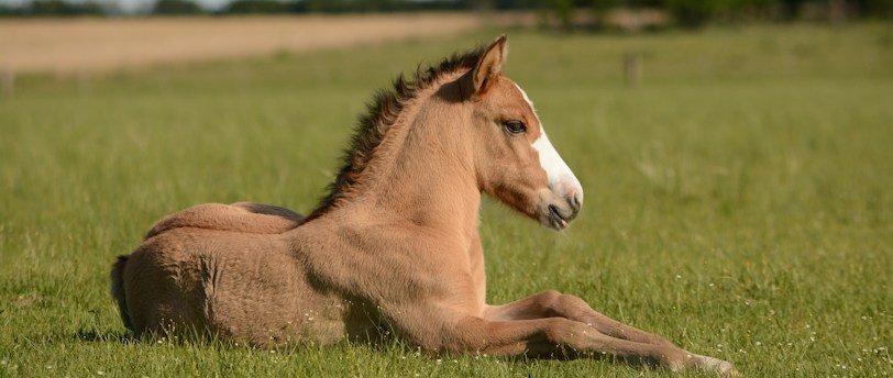 L&rsquo;ostéopathie animale : Un parcours de soin complet pour votre compagnon