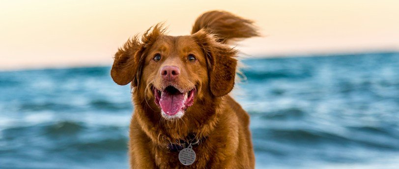 5 Moments Clés pour Consulter un Ostéopathe Canin : Guide du Bien-être de Votre Chien