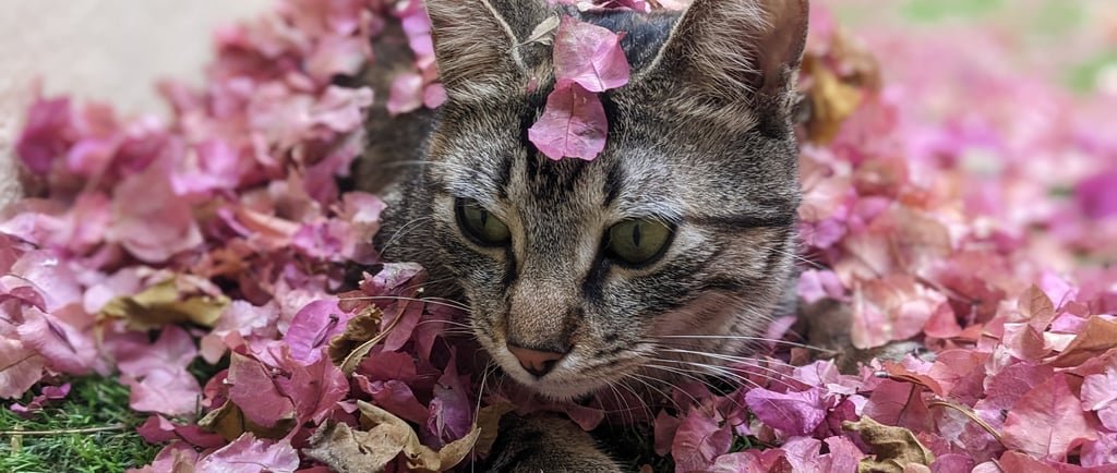 L&rsquo;Ostéopathie Animale : Du Diagnostic au Traitement Personnalisé