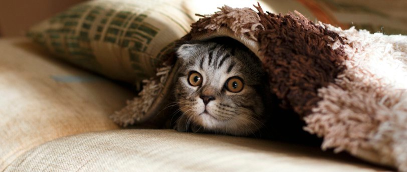 9 Signes Révélateurs : Quand Consulter un Ostéopathe pour Votre Chat