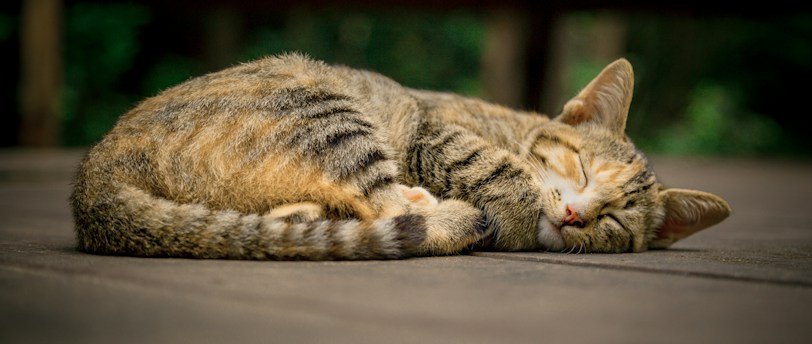 Suivi post-ostéopathie animale : Rééducation et conseils pour optimiser les résultats