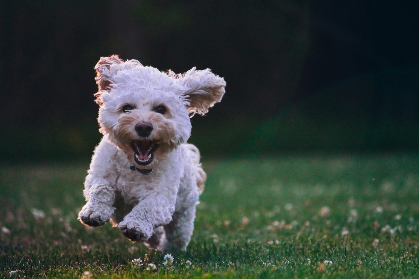 Chien qui court dans l'herbe