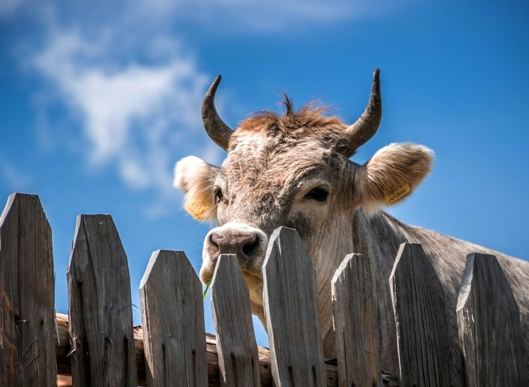 Vache derrière une clôture en bois