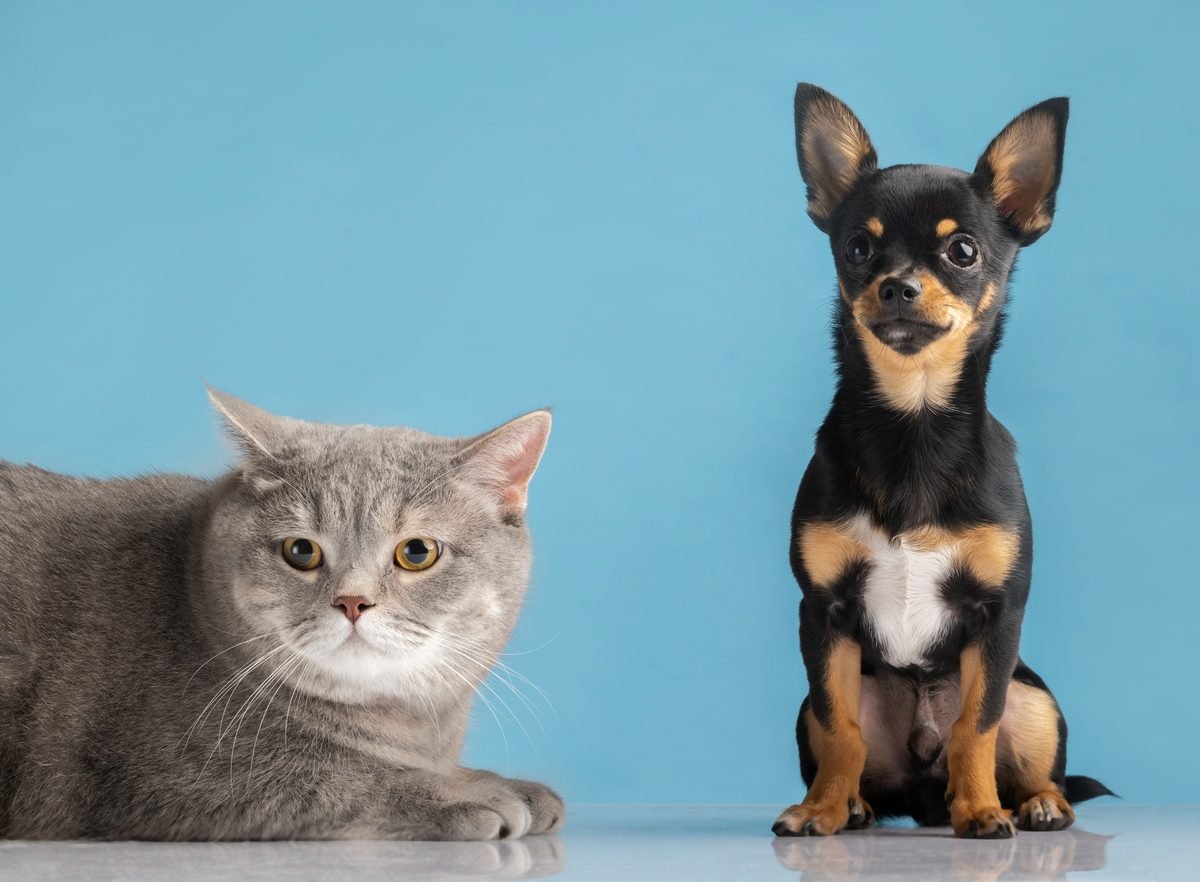 Chat et chien
